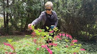 Spring Garden Tour + Pasta Primavera and Homemade Garlic Bread