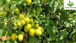 How to tomatoes growing /ලස්සන තක්කාලි වගාවක්./Ceylon Survival