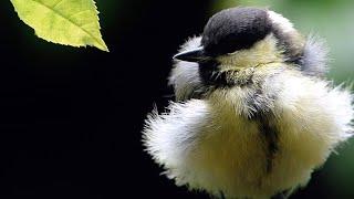 Fledgling great tit