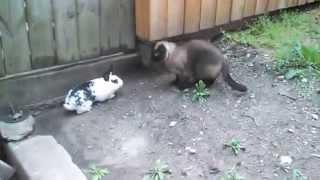 Siamese Cat Attack Buster The Bunny