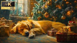  Sleep Well Melodies for Dogs  Dispel Anxiety, Bring Joy, Peace, Calm, Happy Environment 