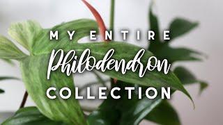 My Entire Philodendron Collection + Tour