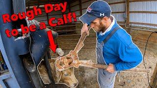 Weaning and Dehorning Calves in VA