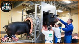 Why Spanish Black Pork Is So Valuable – The Farming Process Uncovered | Processing Factory #pigs