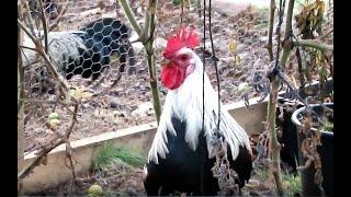 Kanat kasvihuoneessa - Yrttimäki Permakulttuuri