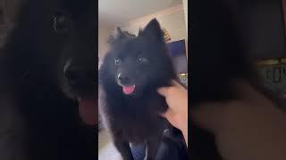 That wink so charming #blackpomeranian #pettingdogs #pomeranian ￼