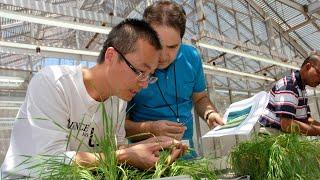 CIMMYT-China: A successful partnership since 1974