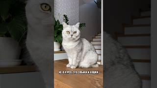 Породы кошек, которые легко уживаются с собаками #кот #собака #коты