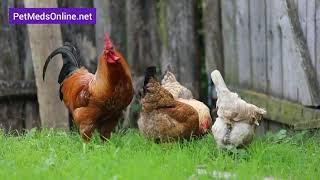 Tylan 50 for Chickens | Tylosin 50% for Chickens