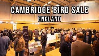 Cambridge Bird Sale - England - November 2021