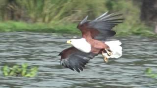 African Fish Eagle at Lake Naivasha, Kenya