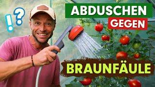 Braunfäule? OHNE MICH! Die erstaunliche Lösung, die Deine Tomaten rettet! 