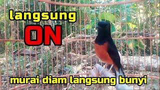 murai batu gacor AMPUH buat PANCINGAN murai batu agar bunyi JADIKAN burung murai gacor EMOSI NYAUT