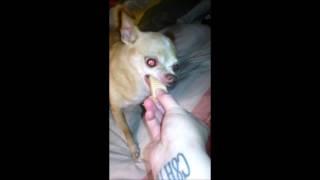 PSYCHO Chihuahua Eats Wafer