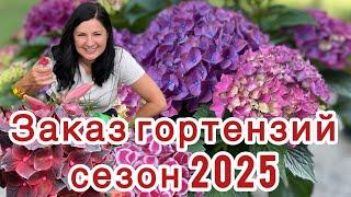 Гортензии купить🪴️
