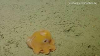 Süß und schüchtern: Mini-Tintenfisch versteckt sich