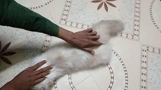 how to know cat on heat | how to know persian cat is in heat | persian cat on heat | persian cat