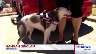 Assistance Dog | 9 News Perth