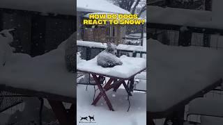 How do dogs react to snow? #dog #dogs #doglover #shorts #short #shortsvideo #shortvideo #petlovers