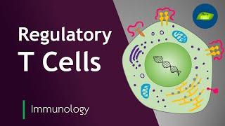 Roles of Regulatory T Cells | Immunology | Immune System | Basic Science Series