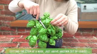 How to Harvest Sweet Basil