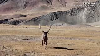 Thorold's deer graze in winter grasslands in Tibetan Plateau