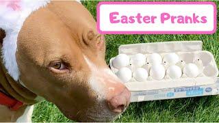 Penny pranked us on Easter!