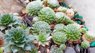 Sempervivum Varieties with Identification | Hens and Chicks Succulents