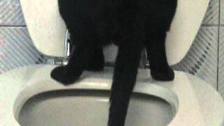 Cat using toilet