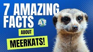 7 Amazing Facts about Meerkats!