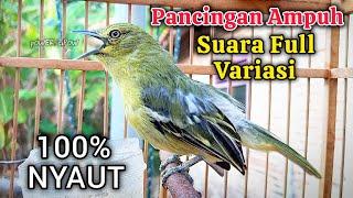 Pancingan & Pikat Sirtu Cipoh FULL VARIASI ampuh merangsang sirpu lain ikut gacor