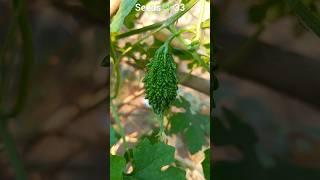 how grow bitter melon from seeds #grow #garden #bittermelon