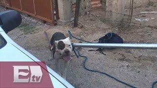 Perros pitbull atacan y matan a presunto delincuente en Sonora/ Atalo Mata