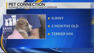 Pet Connection: Meet Sunny