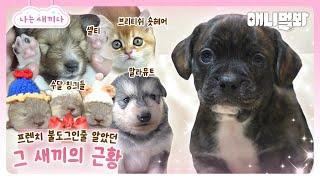 우리는 '충격 반전'이 있는 새끼'였'다 [애니멀봐 나새끼 109호]ㅣWe Were A Baby With The Surprising Secret