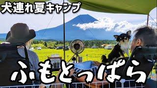 ついに行けた！富士山の麓【ふもとっぱら】で愛犬チワワと夏キャンプ