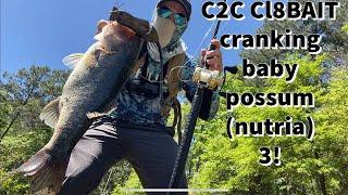 Cast to catch CL8BAIT cranking baby possum (nutria) 3!!