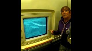 Sharks In Eurotunnel