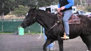 Horse Training by Light Hands Horsemanship Clinicians