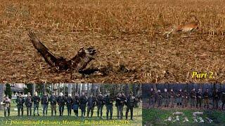 Hare hunting with eagles - 1st International Falconry Meeting - Backa Palanka 2019. Part 2.