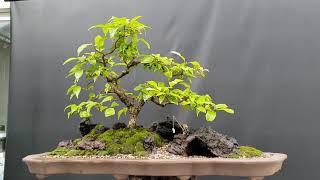 korea 분경만들기 bonsai