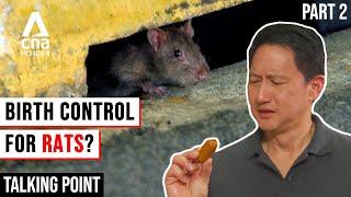 Singapore's War On Rats: Can These Rat Busting Solutions Work? - Rats Part 2/2 | Talking Point