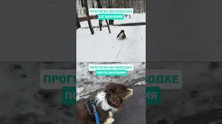 Воспитание собаки: Гуляю на поводке