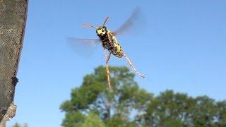 Paper wasps in flight. Feldwespen im Flug