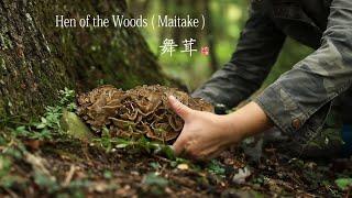 Hen of the woods /Maitake picking and cooking