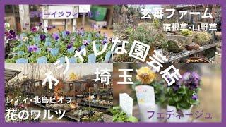 オシャレな園芸店🪻パンジービオラはここ‼︎花のワルツ/珍しい宿根草山野草がある玄蕃ファーム埼玉は名店揃い