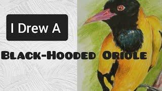 How to Draw A Black-hooded Oriole කහ කුරුල්ලා #drawing #howtodrawwithcoloredpencils #birds#nature