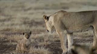 Hideaways Bumbusi Wilderness Camp Stunning retreat in Hwange National Park, Zimbabwe