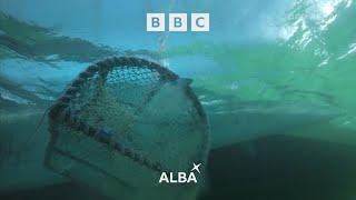 BBC ALBA Continuity - 21st November 2024