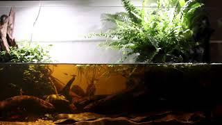 Riverbank in the north of Mato Grosso Do Sul, Brazil - blackwater aquarium - Full HD